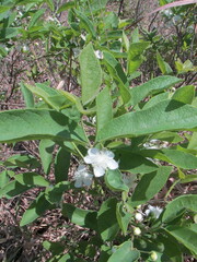 Campomanesia adamantium