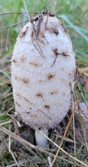 Coprinus comatus