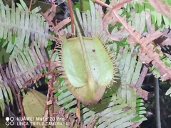 Nepenthes ampullaria