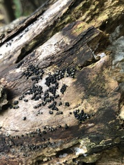 Rosellinia