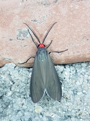 Ctenucha