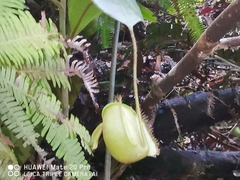 Nepenthes ampullaria
