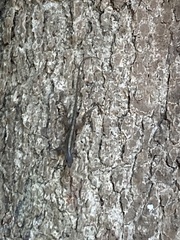 Anolis sagrei
