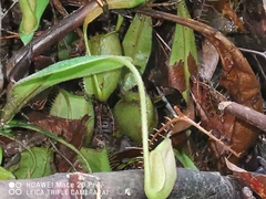 Nepenthes ampullaria
