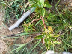 Croton bonplandianus