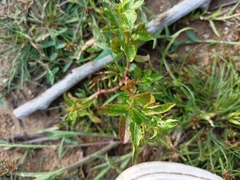 Croton bonplandianus