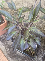 Alternanthera brasiliana