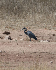 Ardea melanocephala