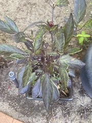 Alternanthera brasiliana