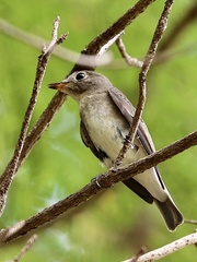Muscicapa dauurica