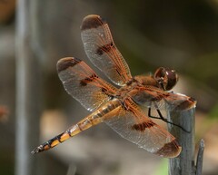 Libellula semifasciata