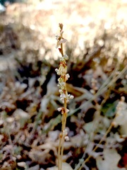 Eriogonum wrightii membranaceum