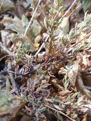 Eriogonum wrightii membranaceum