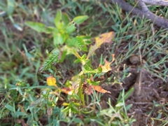 Croton bonplandianus