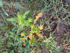 Croton bonplandianus