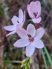 Ixia fucata