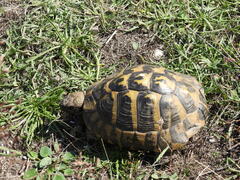 Testudo hermanni