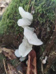 Pseudohydnum gelatinosum