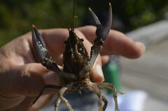 Faxonius virilis
