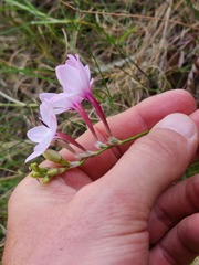 Ixia fucata