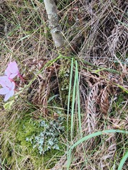 Ixia fucata