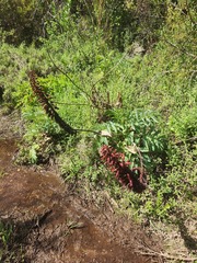 Melianthus major