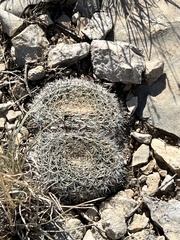 Mammillaria heyderi
