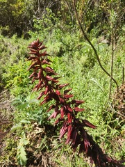 Melianthus major