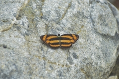 Limenitidinae