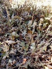 Eriogonum wrightii membranaceum