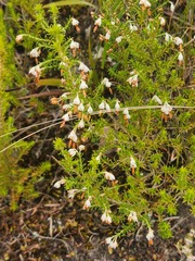 Erica penicilliformis