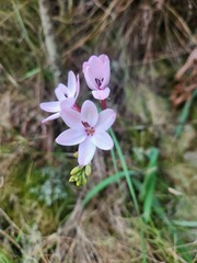 Ixia fucata