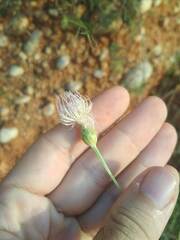 Cheirolophus intybaceus