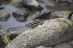 Limenitidinae