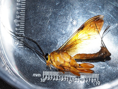 Theronia