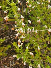 Erica penicilliformis