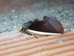 Gonodonta