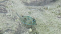 Acanthostracion quadricornis