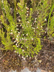 Erica penicilliformis