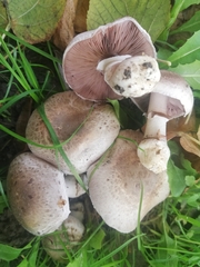 Agaricus bisporus
