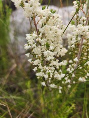 Erica leucanthera