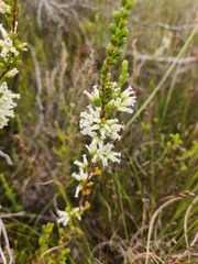 Erica daphniflora