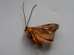 Theronia