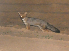 Lycalopex gymnocercus