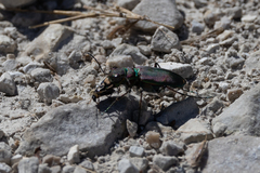Cicindela purpurea