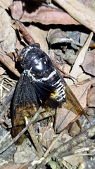 Cryptotympana holsti