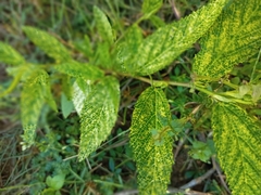 Croton bonplandianus