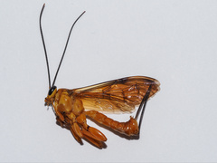 Theronia
