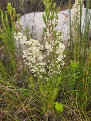 Erica leucanthera