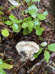 Cantharellus subalbidus
